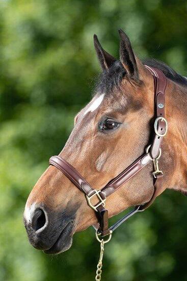 Licol en cuir pour cheval HFI Wave