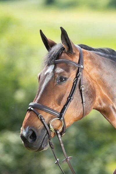 Bridons équitation HFI Soft 2/5