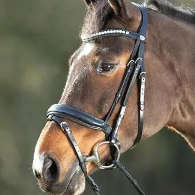 Riding bridles HFI Shiny