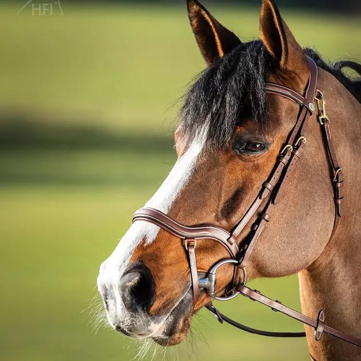 Riding bridles HFI Techno