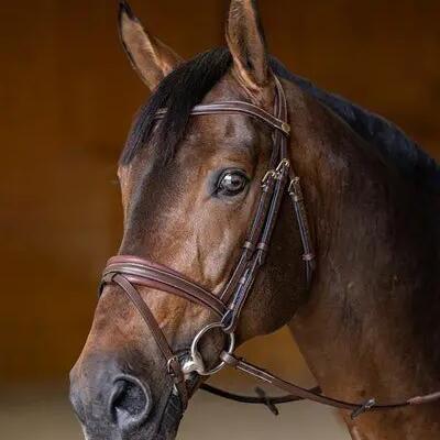 Anatomical riding bridle HFI Padded