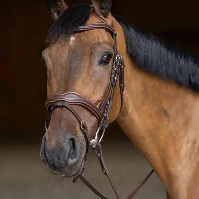 Combination horse noseband HFI Wavy