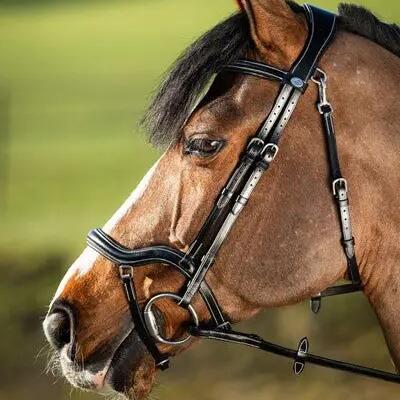 Riding bridles HFI Techno