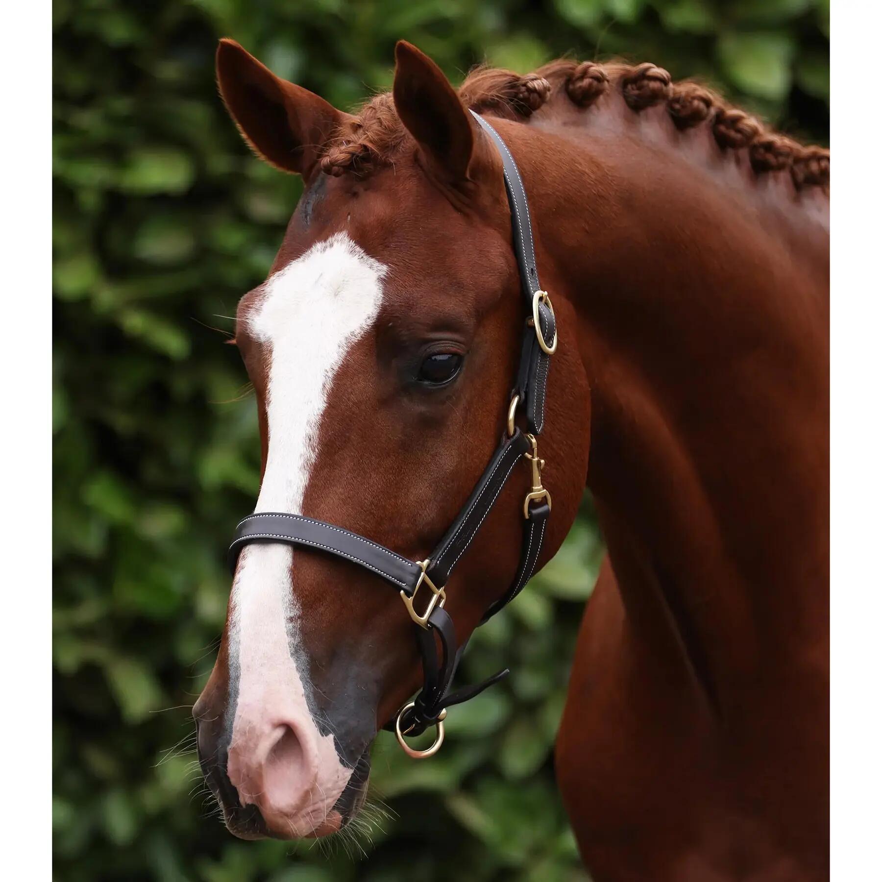 Licol pour cheval Premier Equine 5/5