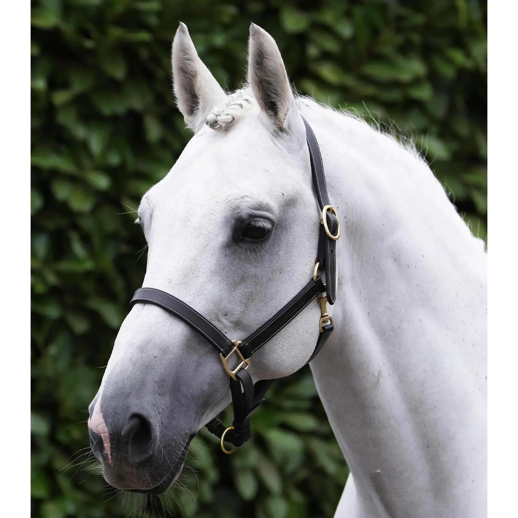 Halfter für Pferd Premier Equine 5/5