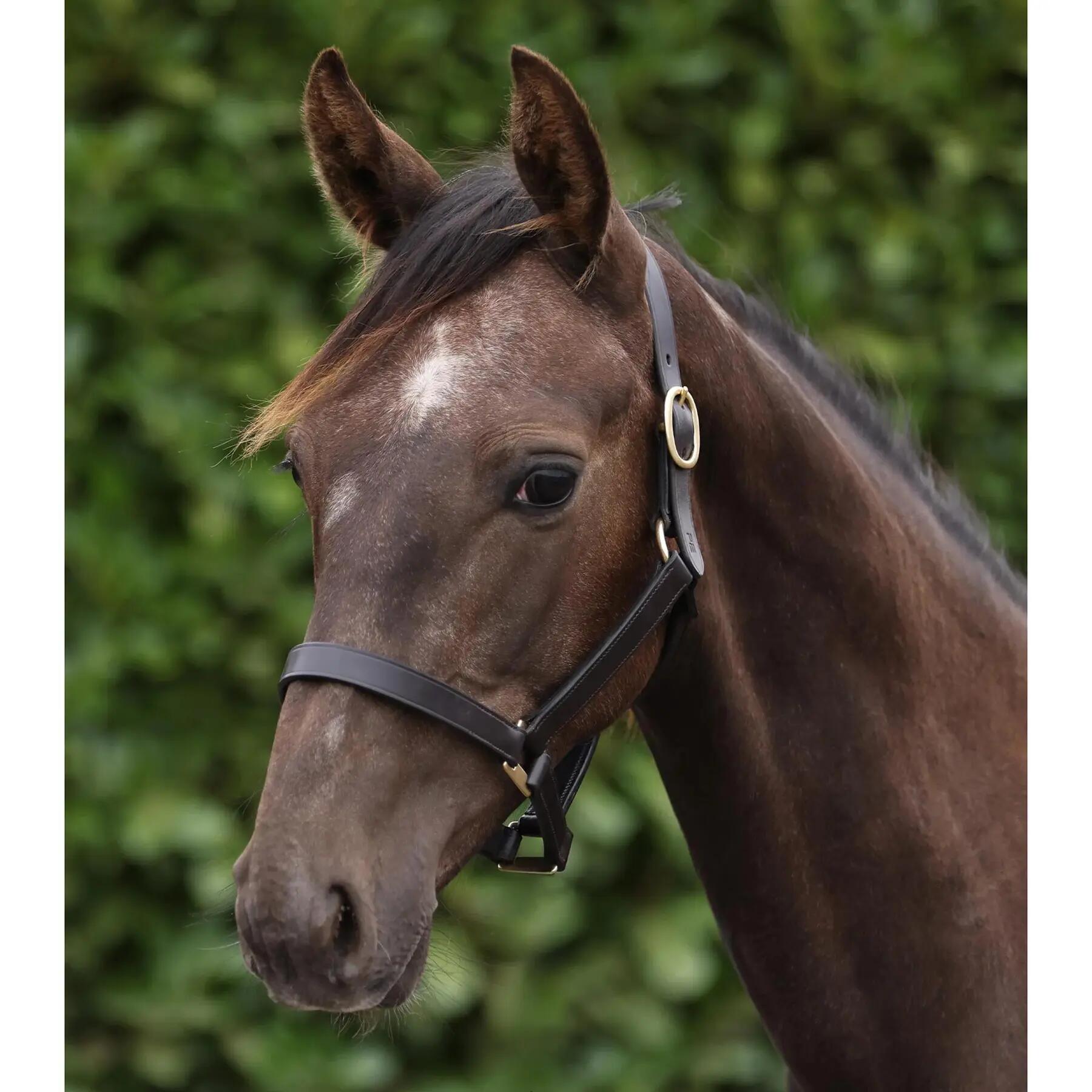 Licol pour cheval Premier Equine Yearling 6/6