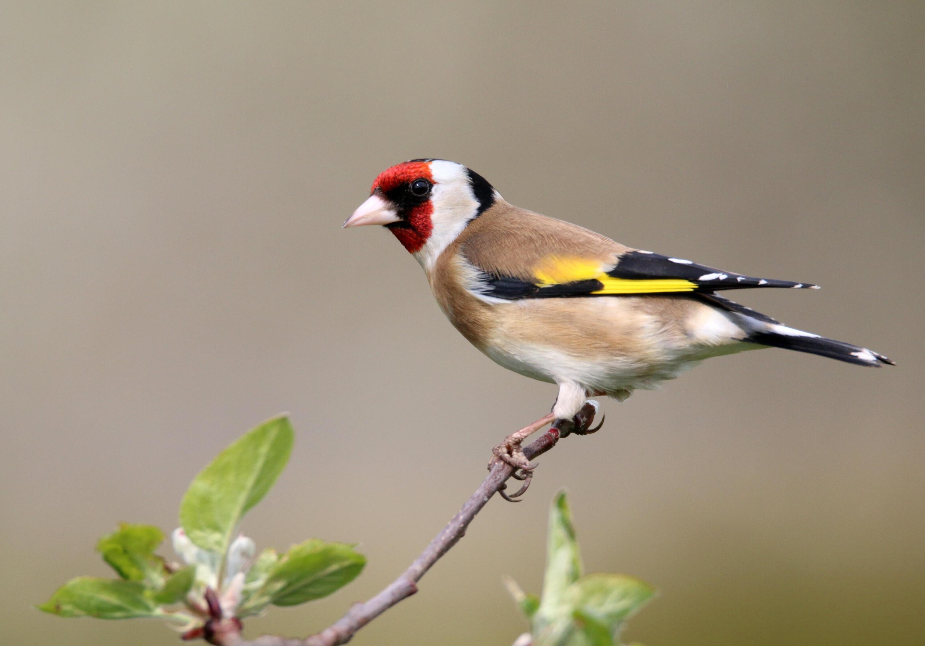 Reconnaitre les oiseaux du Périgord 1/1