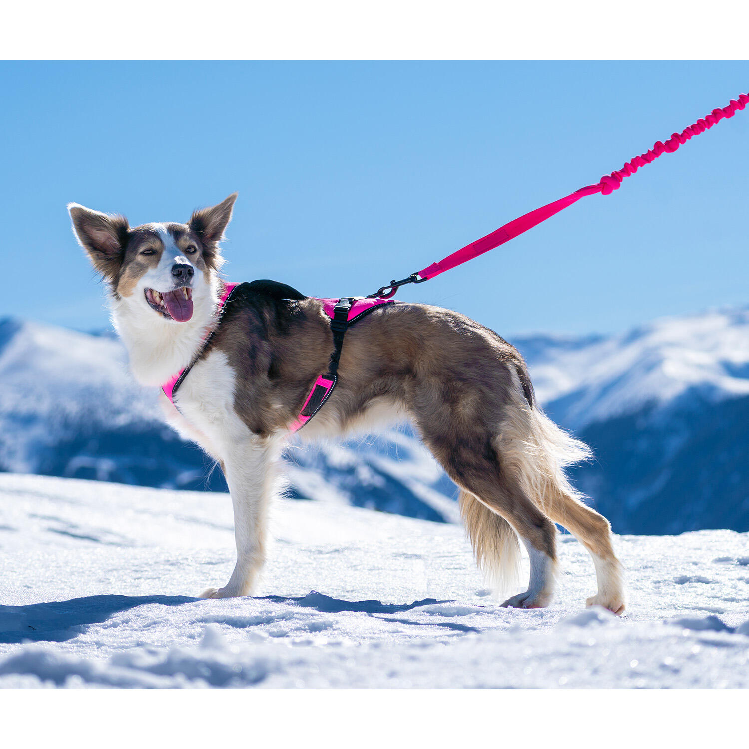 EASY-trekriem voor honden, geschikt voor, sport en vrije tijd 4/6