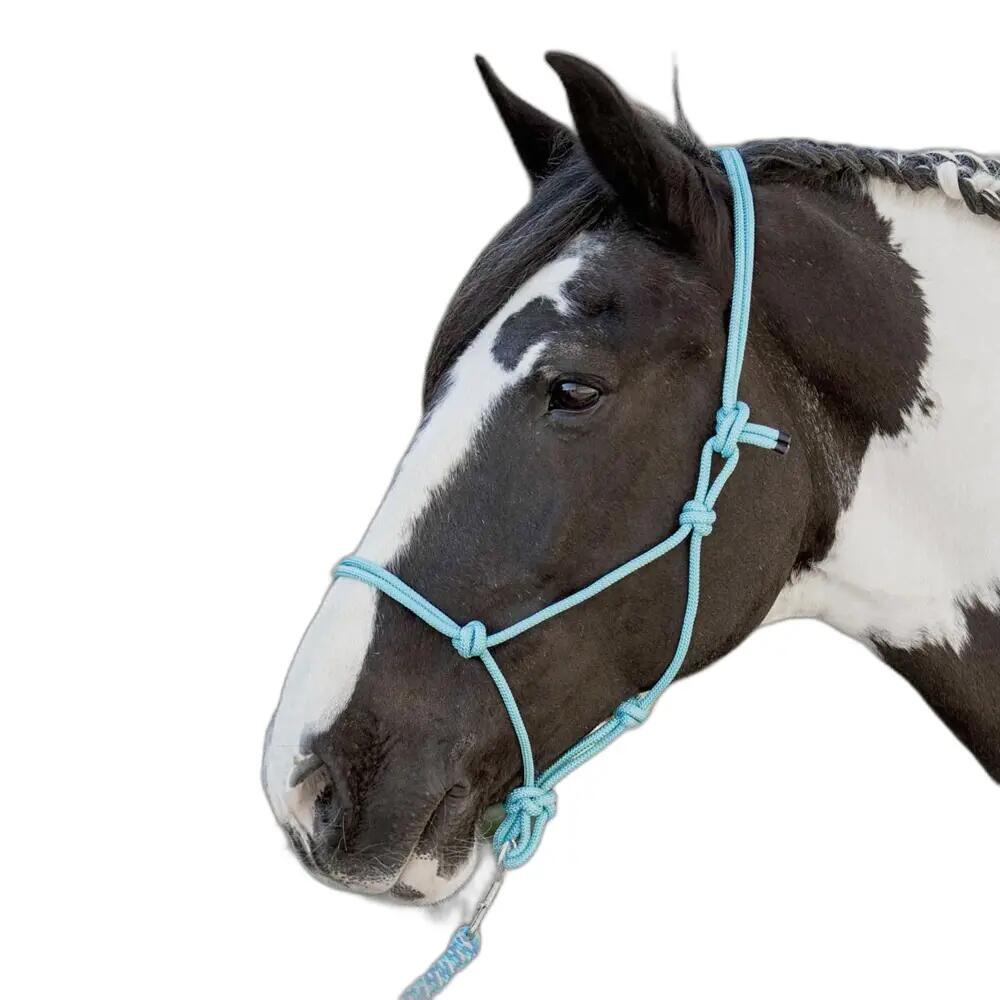 HARRYS HORSE picture