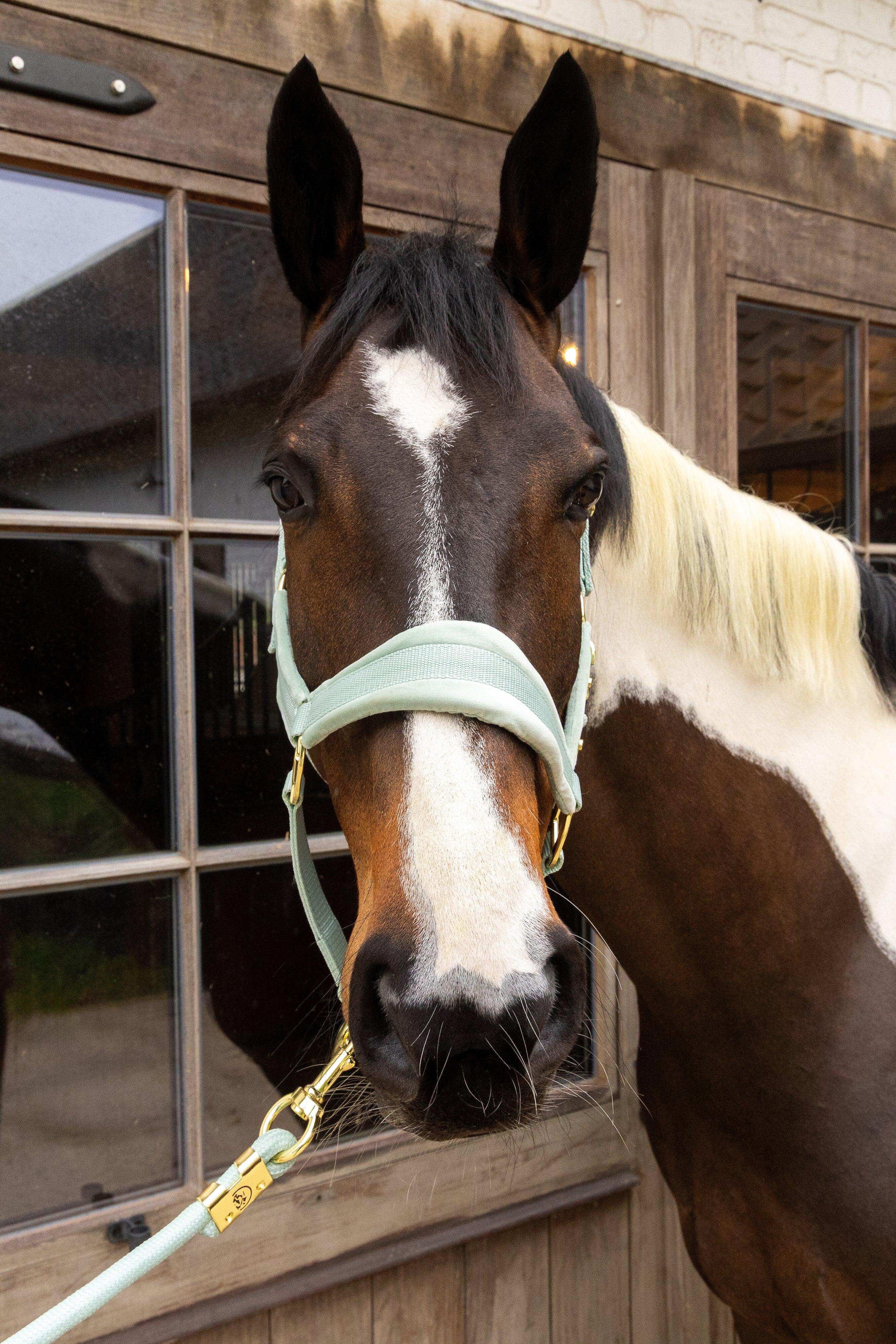 Licol velvet mint shetland pony 2/4