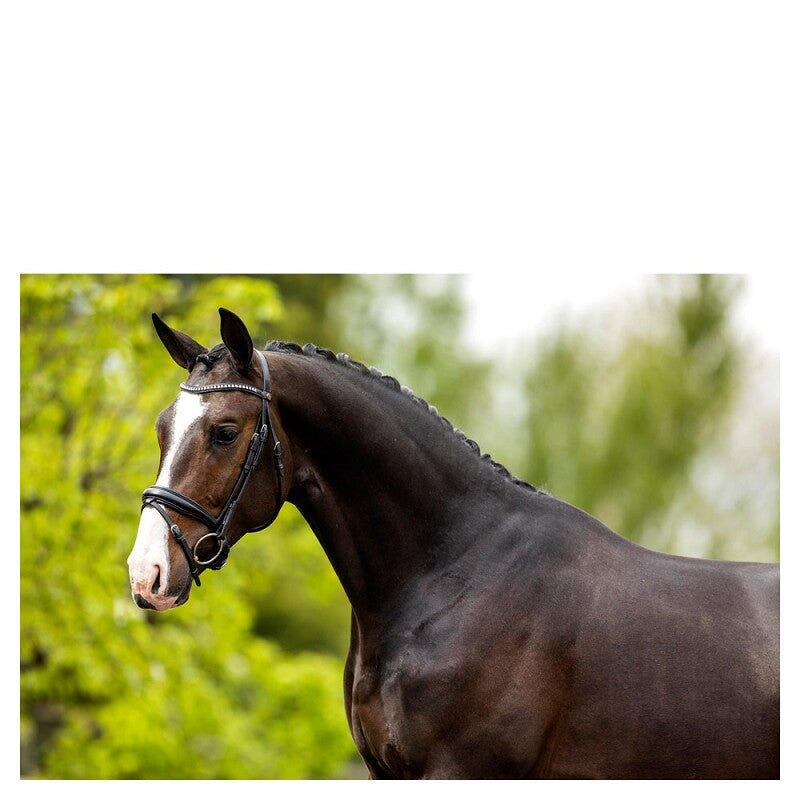 Trense Southam BR Schwarz-Silber 3/6