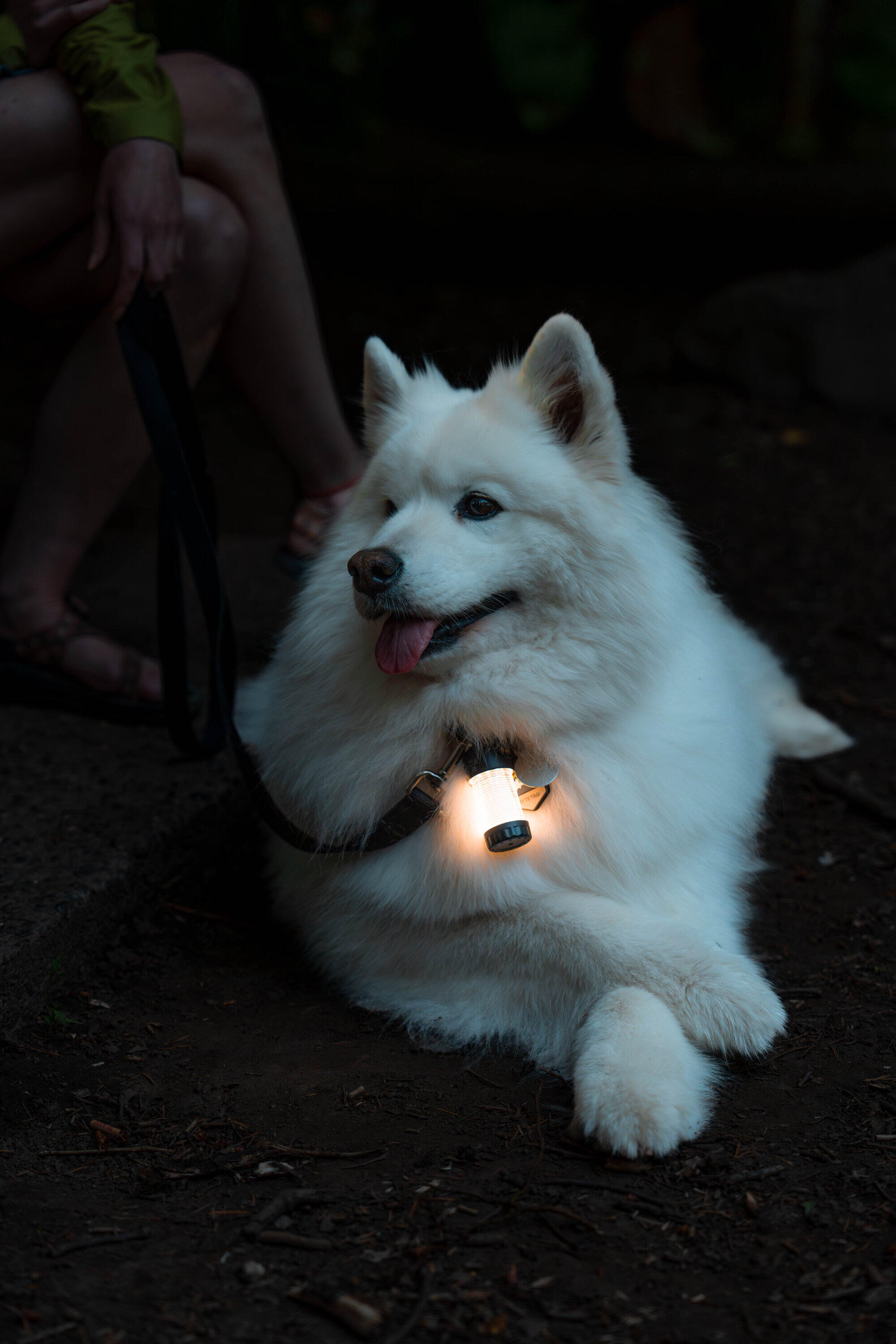 LEDLENSER ML4 latarka / lampa kempingowa outdoor 6/7
