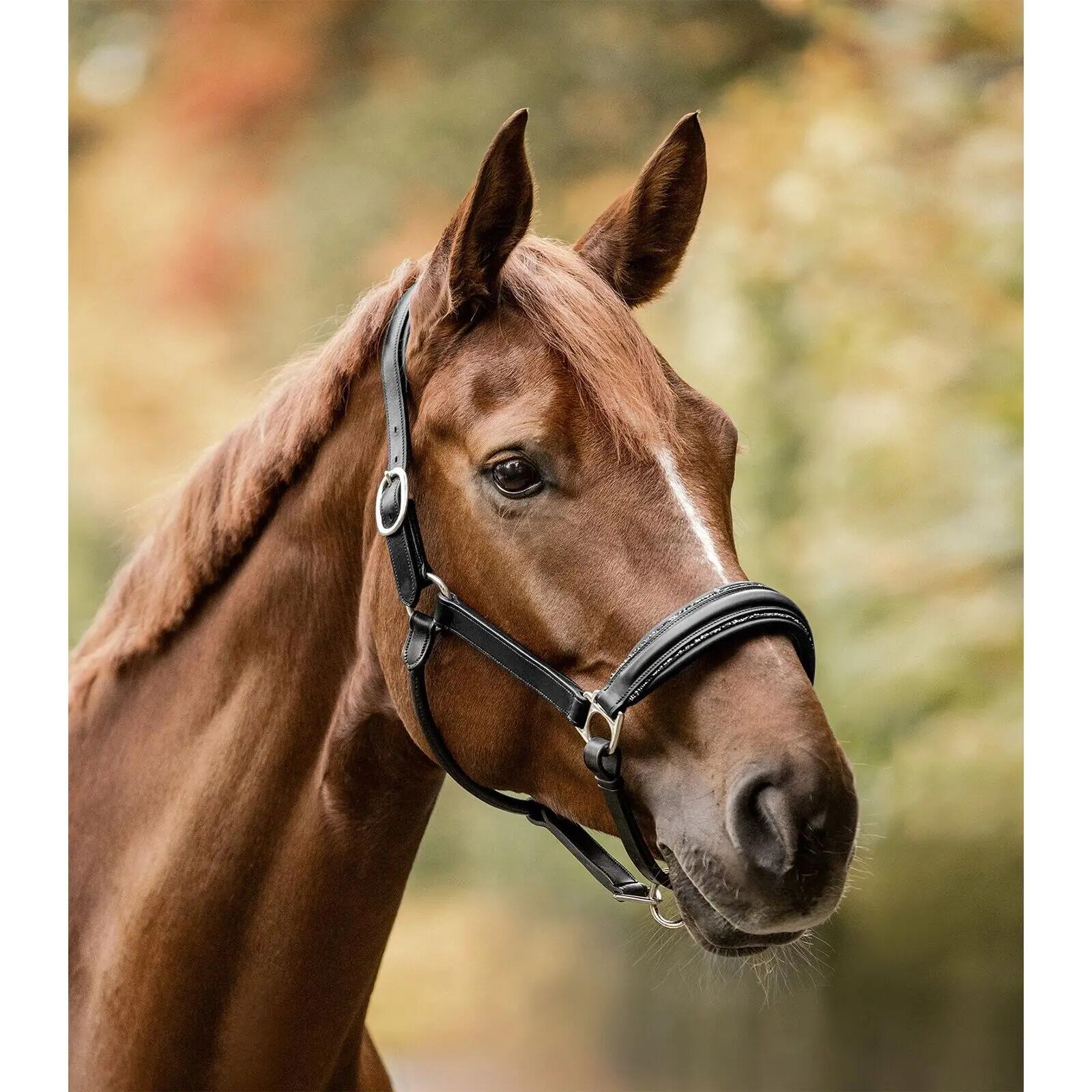 Licol pour cheval Waldhausen S-Line 2/3