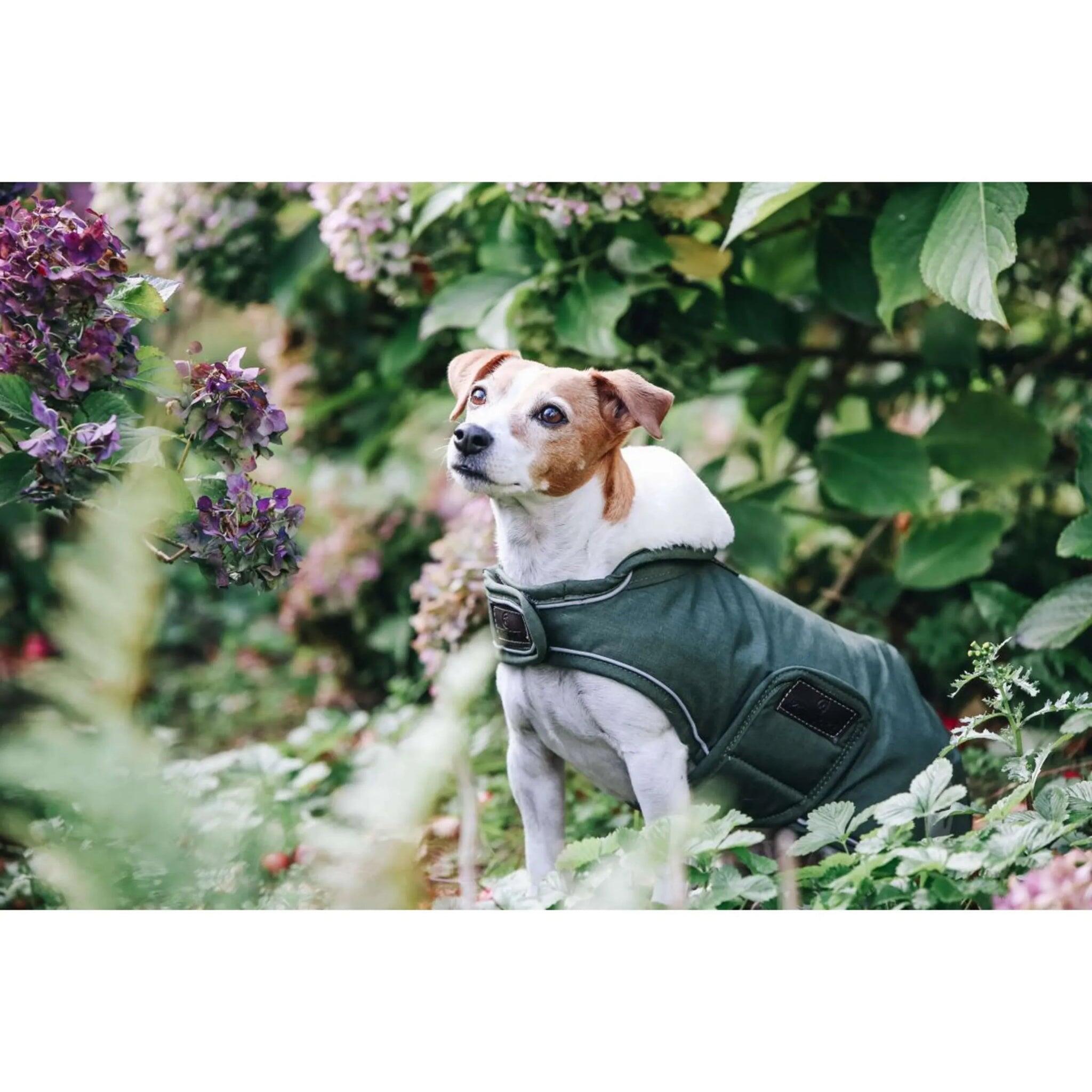Manteau imperméable pour chien 300g  - Kentucky 2/6