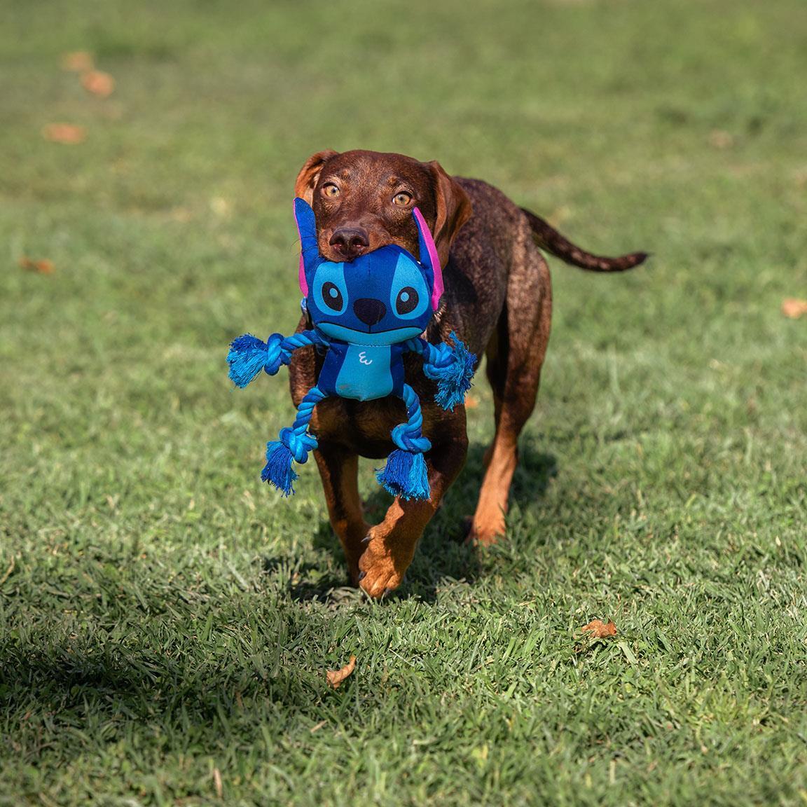 Corde dentaire pour chien Stitch, jouet à mâcher en corde tressée, bleue 7/7