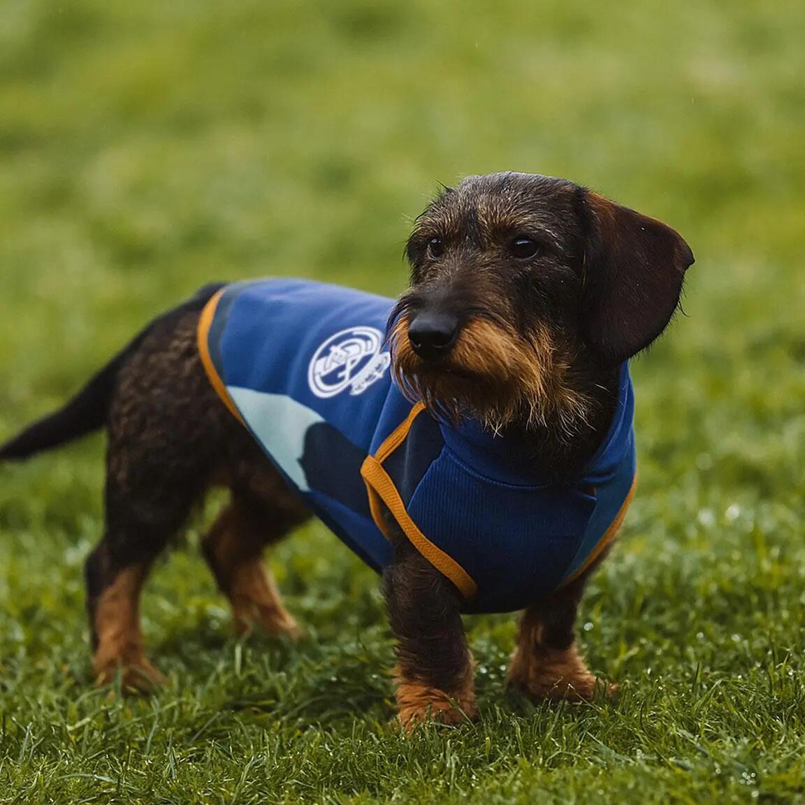 Sweat à capuche polaire Real Madrid pour chien, bleu, pull 6/6