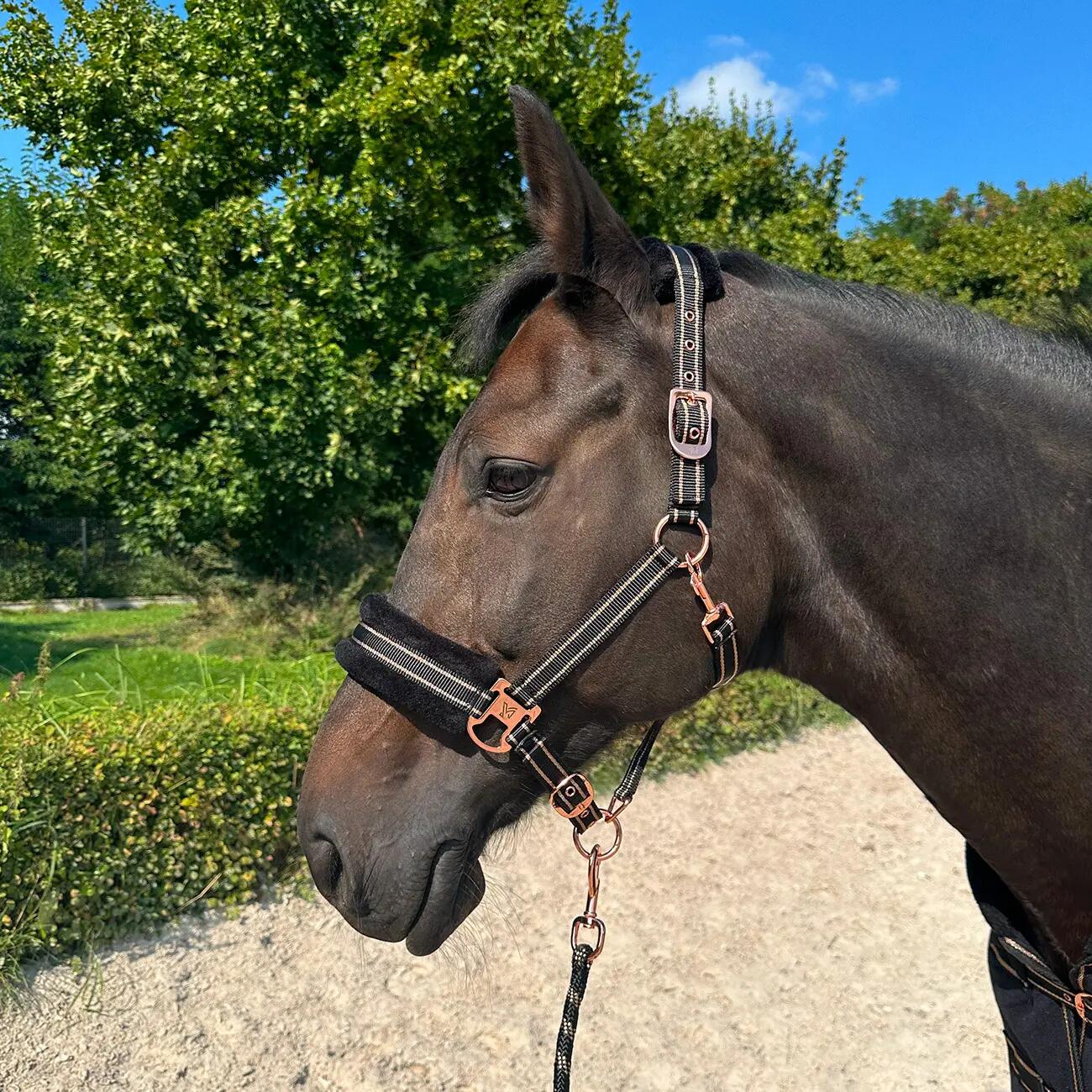Licol pour cheval York Gold Star 2/2