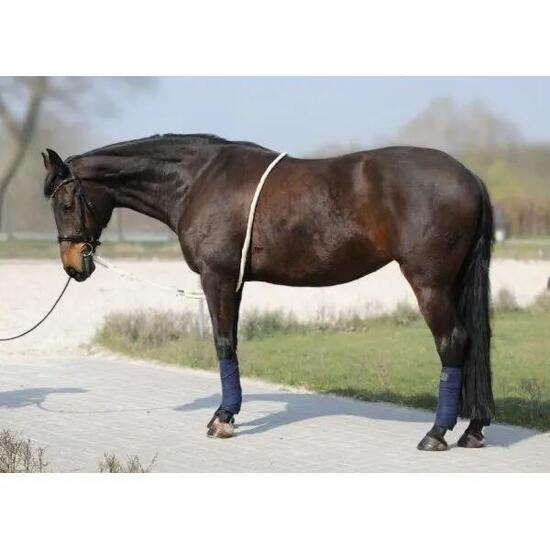 Lunghina cavallo York