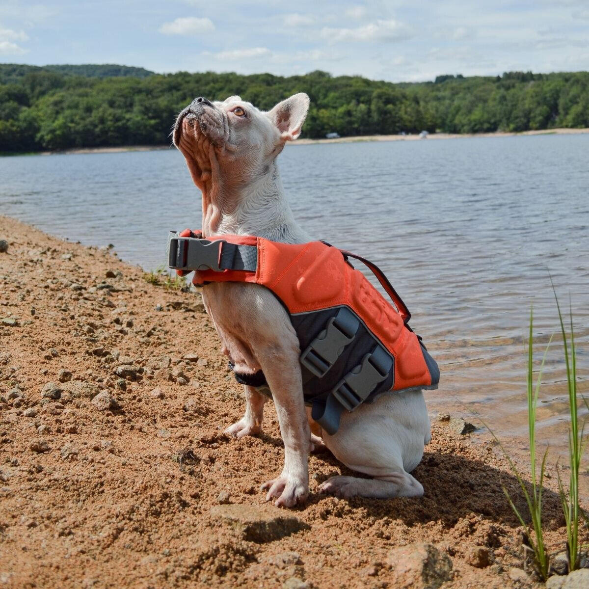 Chaleco de seguridad para perros Martin Sellier 2/2