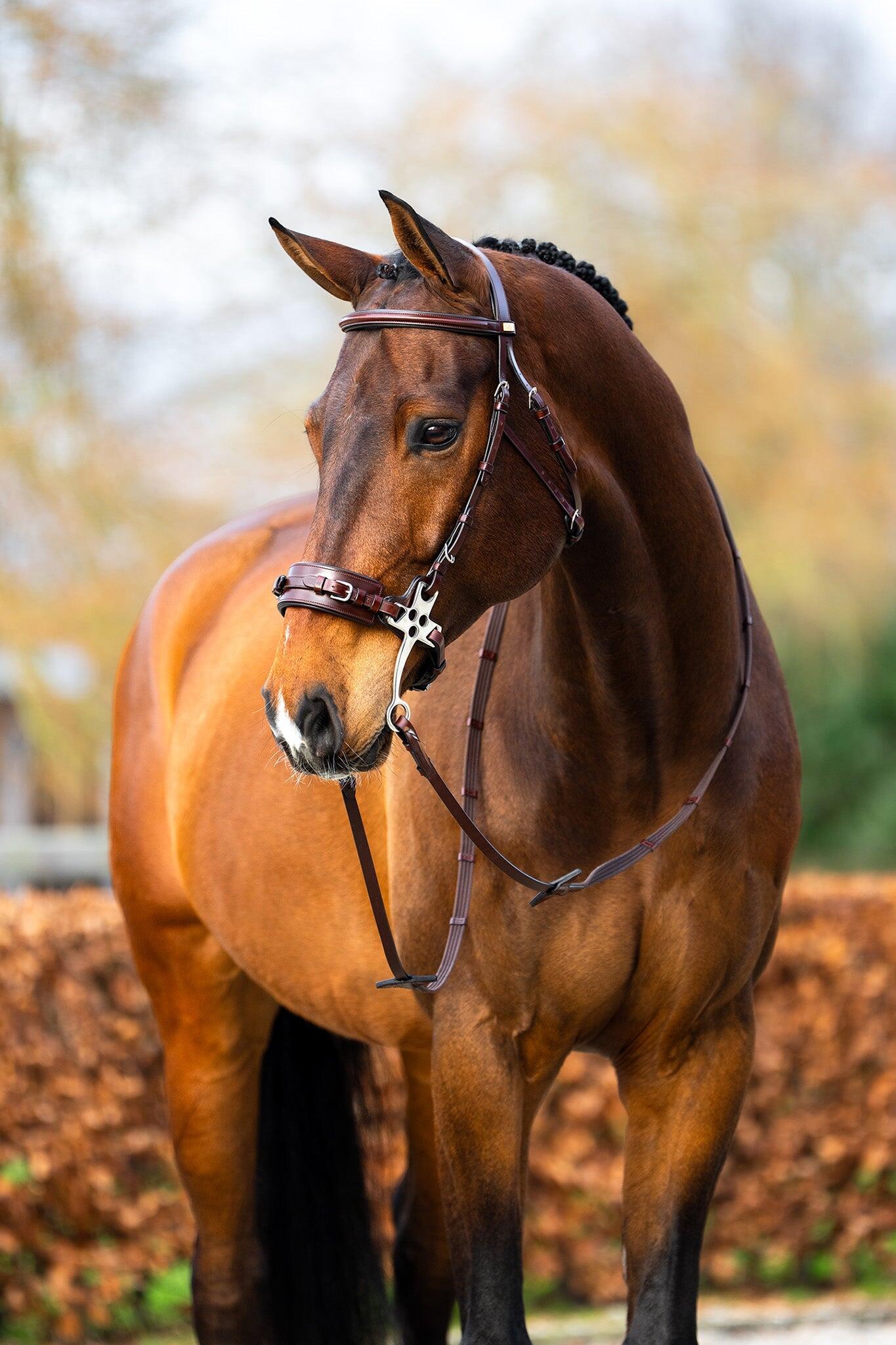Br Hackamore Hoofdstel Thornbury  - 2/5
