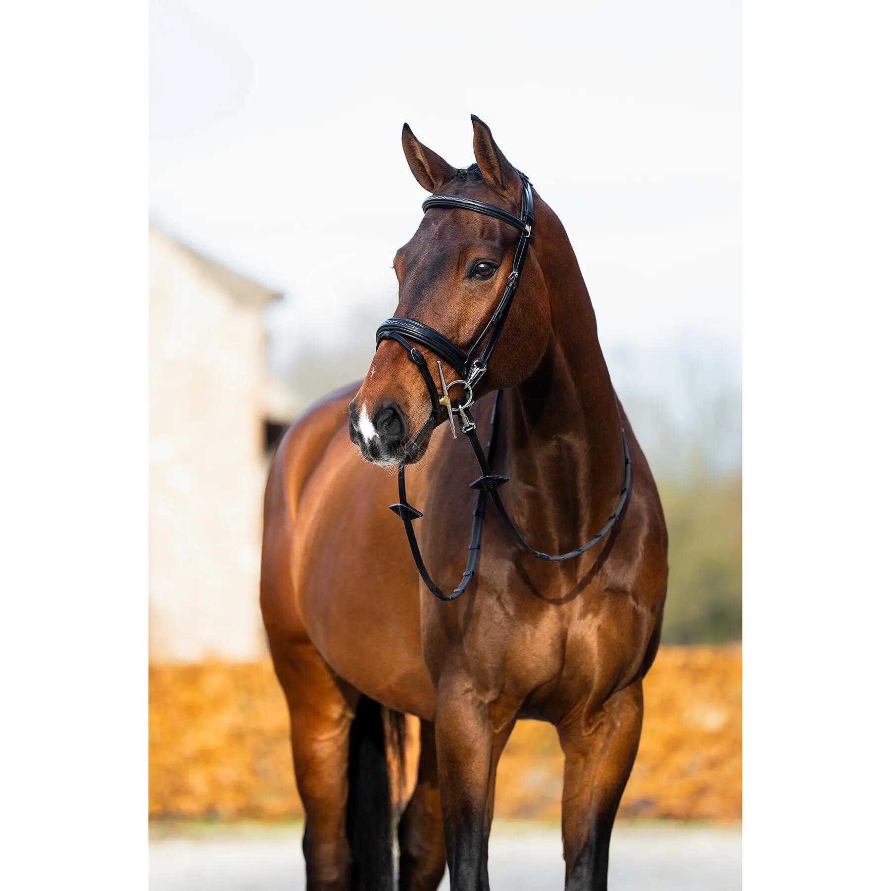Anatomiczna wędzidło jeździeckie BR Equitation Seaford 3/5