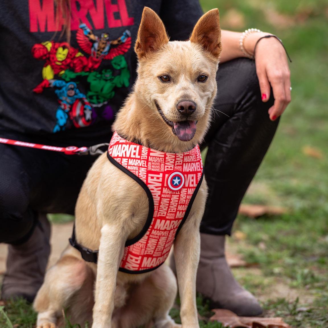 Arnés para Perros Infantil Marvel Capitán América Ajustable Azul y Rojo 6/7