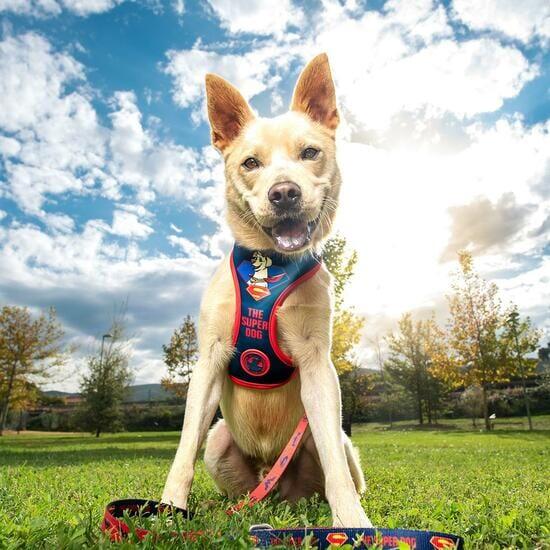 Harnais Premium pour chiens DC Pets XS/S Reversible Azul y Rojo Ajustable 5/7