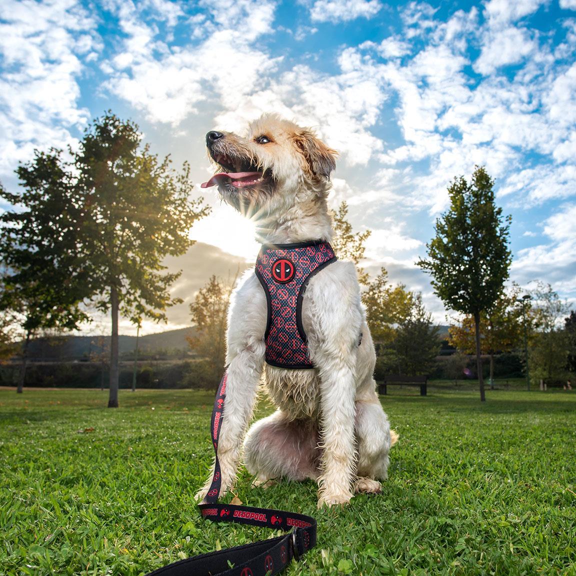 Harnais Premium pour chiens Adultos Marvel Reversible avec Ajuste M-L noir 7/7