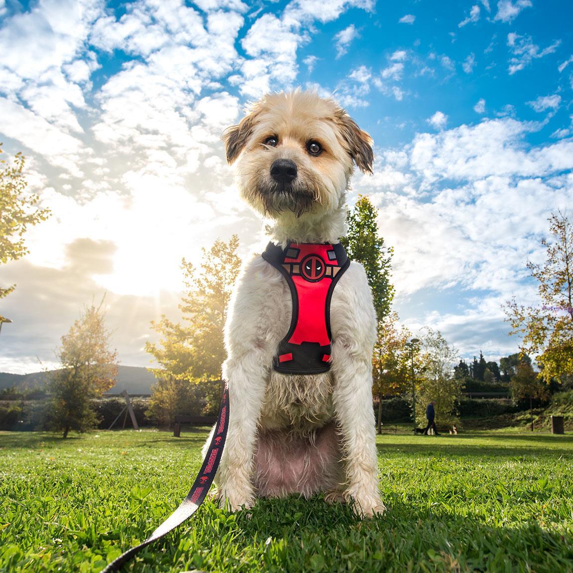 Harnais Premium pour chiens Adultos Marvel Reversible avec Ajuste M-L noir 6/7