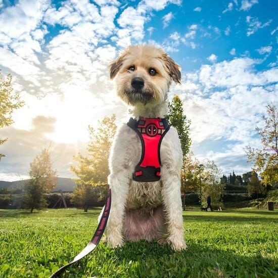 Harnais Premium pour chiens Adultos Marvel Reversible avec Ajuste M-L noir 5/7