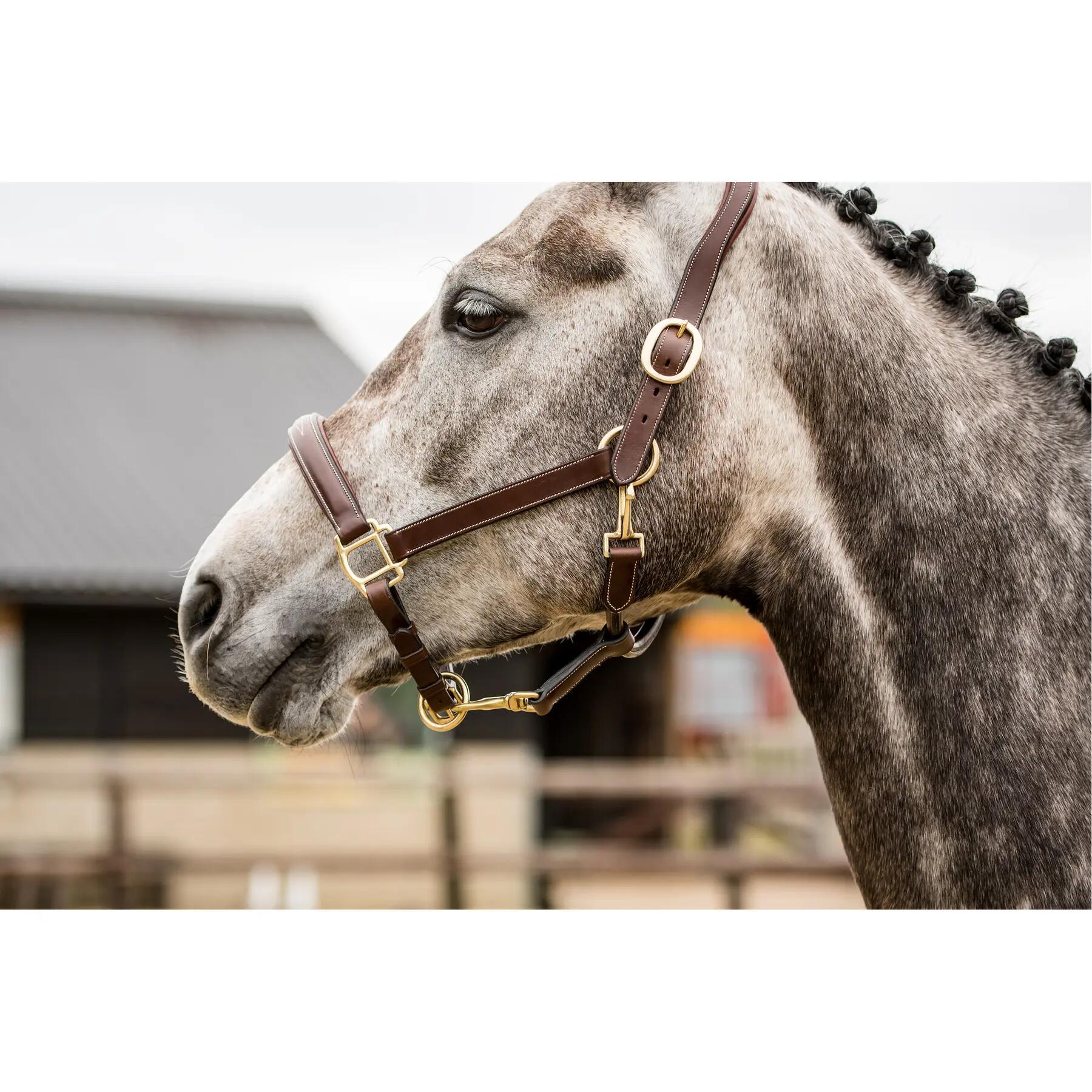 Licol pour cheval en cuir Trust San Miguel 3/3