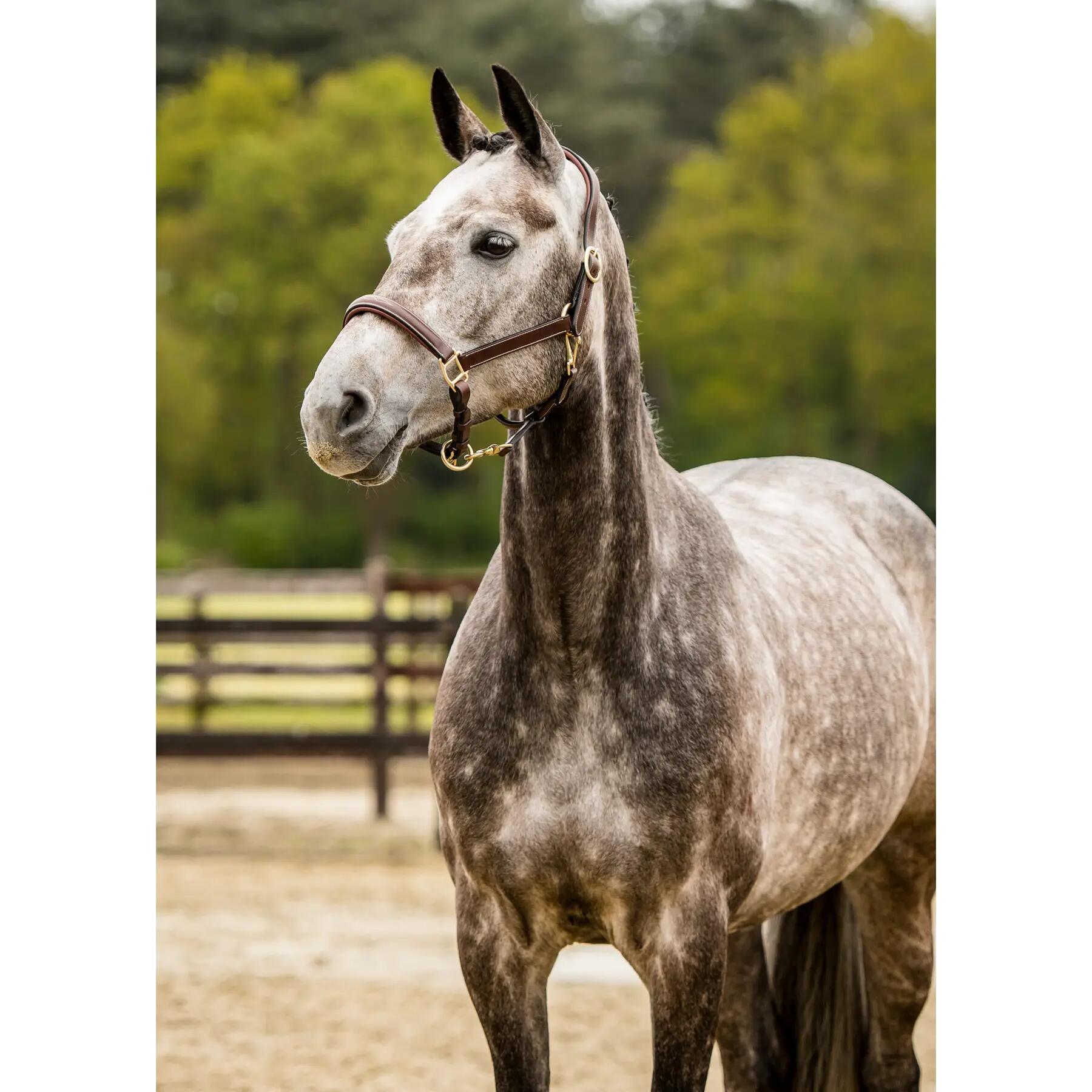 Licol pour cheval en cuir Trust San Miguel 2/3