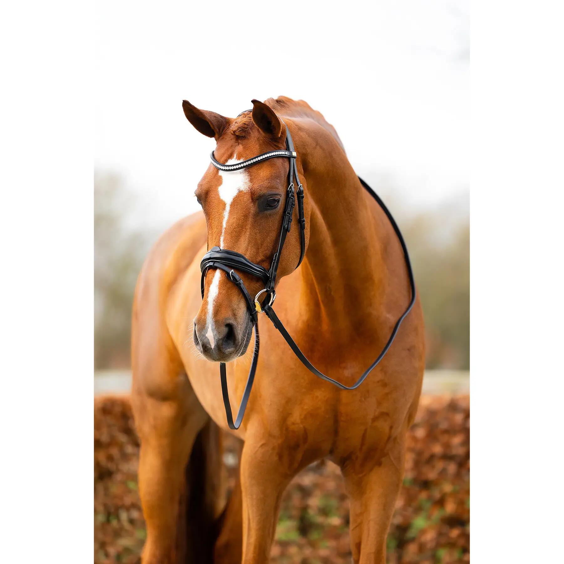 Anatomisch ruiterbit BR Equitation Stockport 5/7