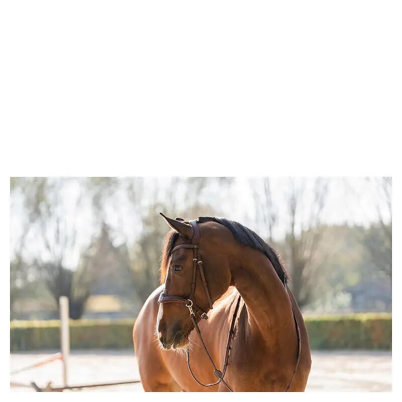 Bridon d'équitation anatomique Trust Falsterbo T-Motion 3/3