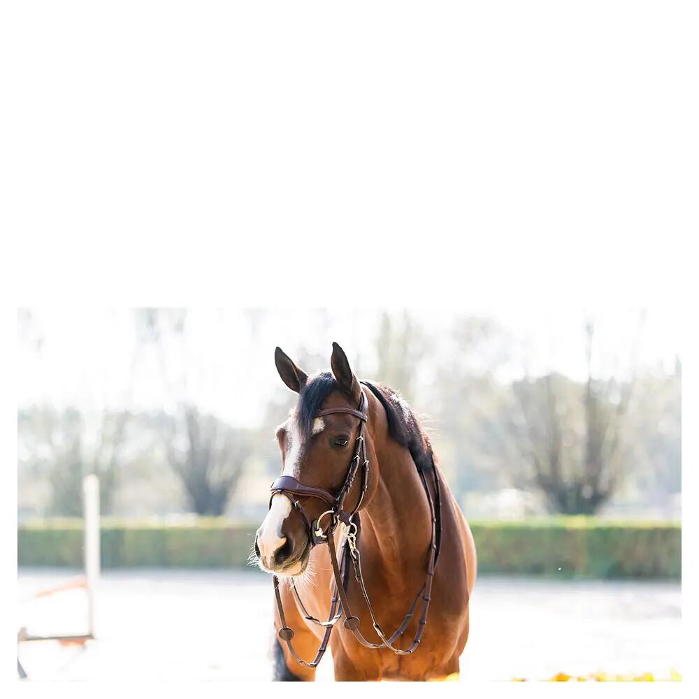 Bridon d'équitation anatomique Trust Falsterbo T-Motion 2/3