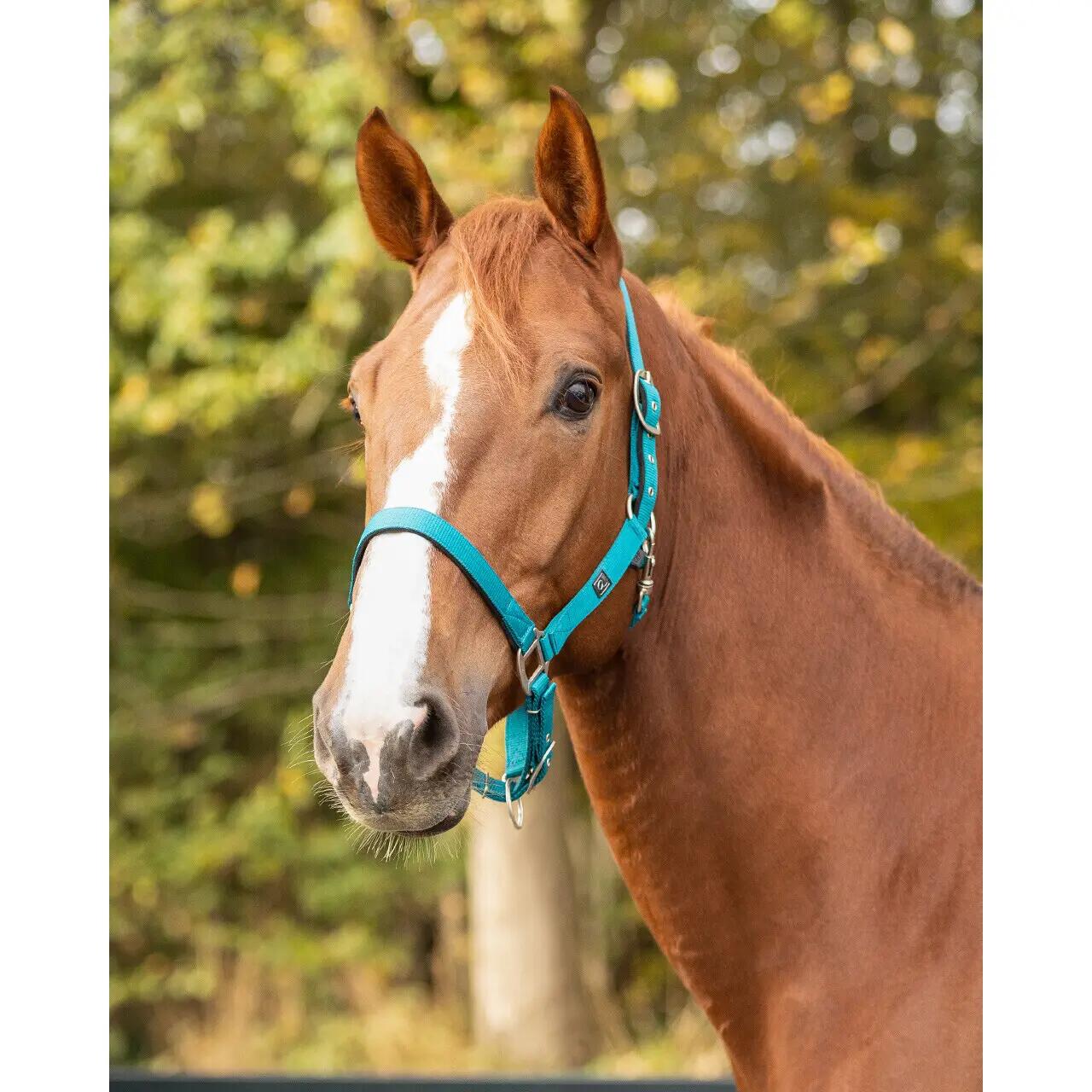 Paardenhalster met voering QHP 3/3