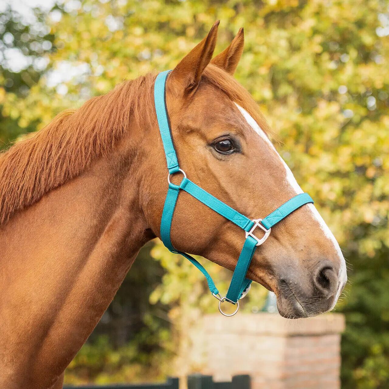 Paardenhalster met voering QHP 2/3