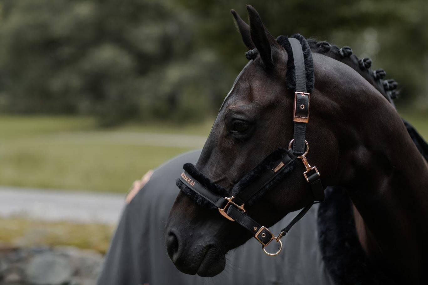 EQUESTRIAN STOCKHOLM picture