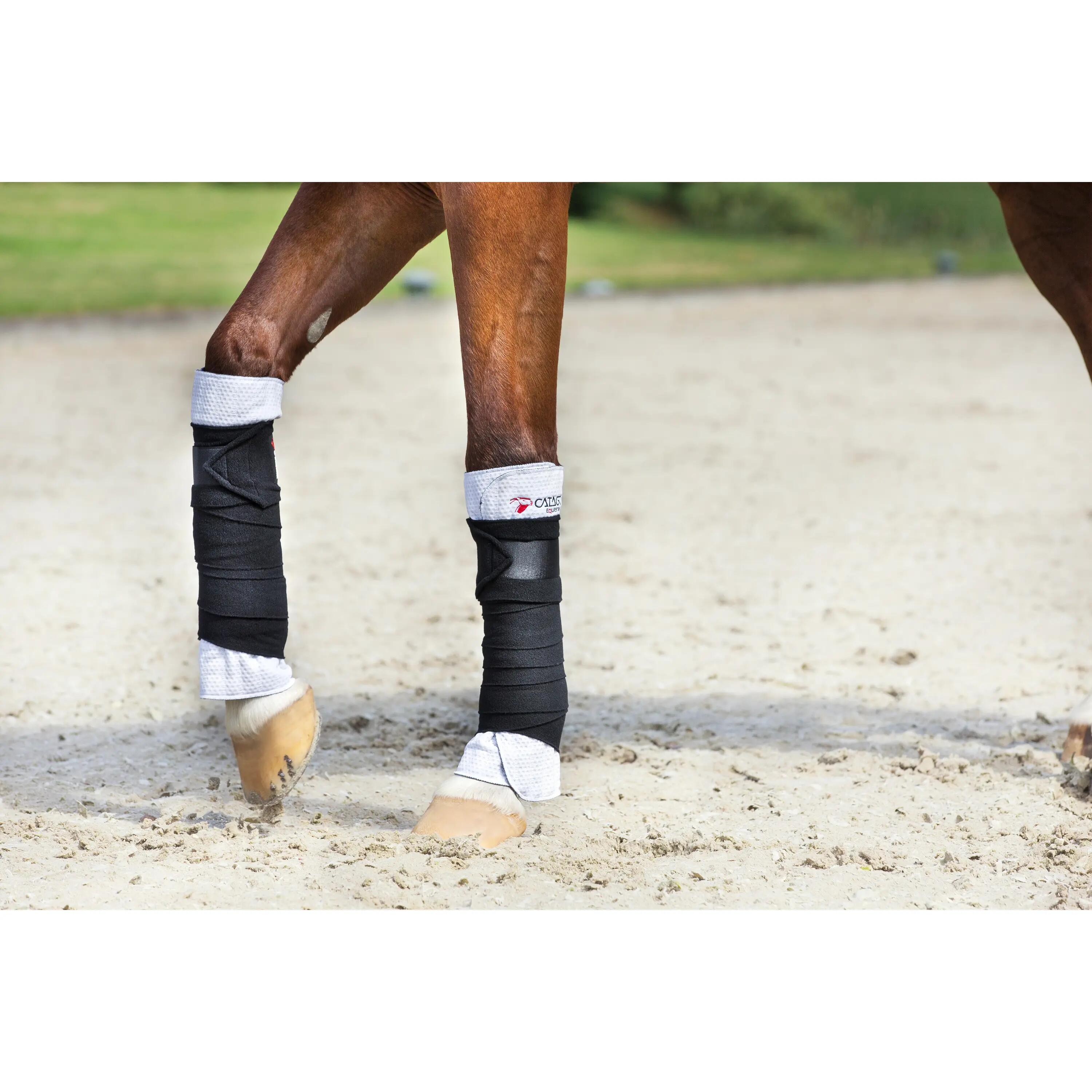 Underbands for horses Catago 2/2
