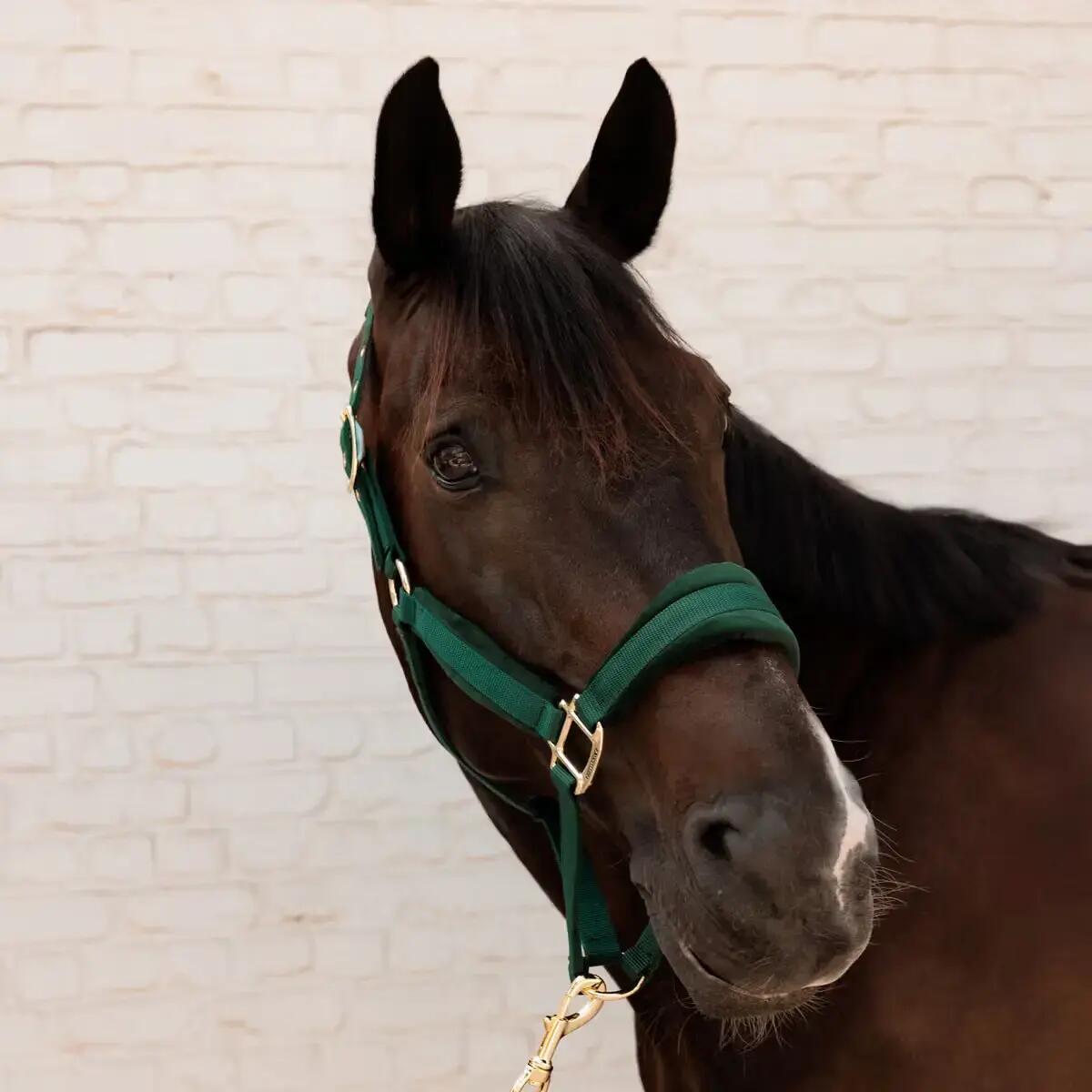 Cavezza in nylon Kentucky Horsewear 2/3