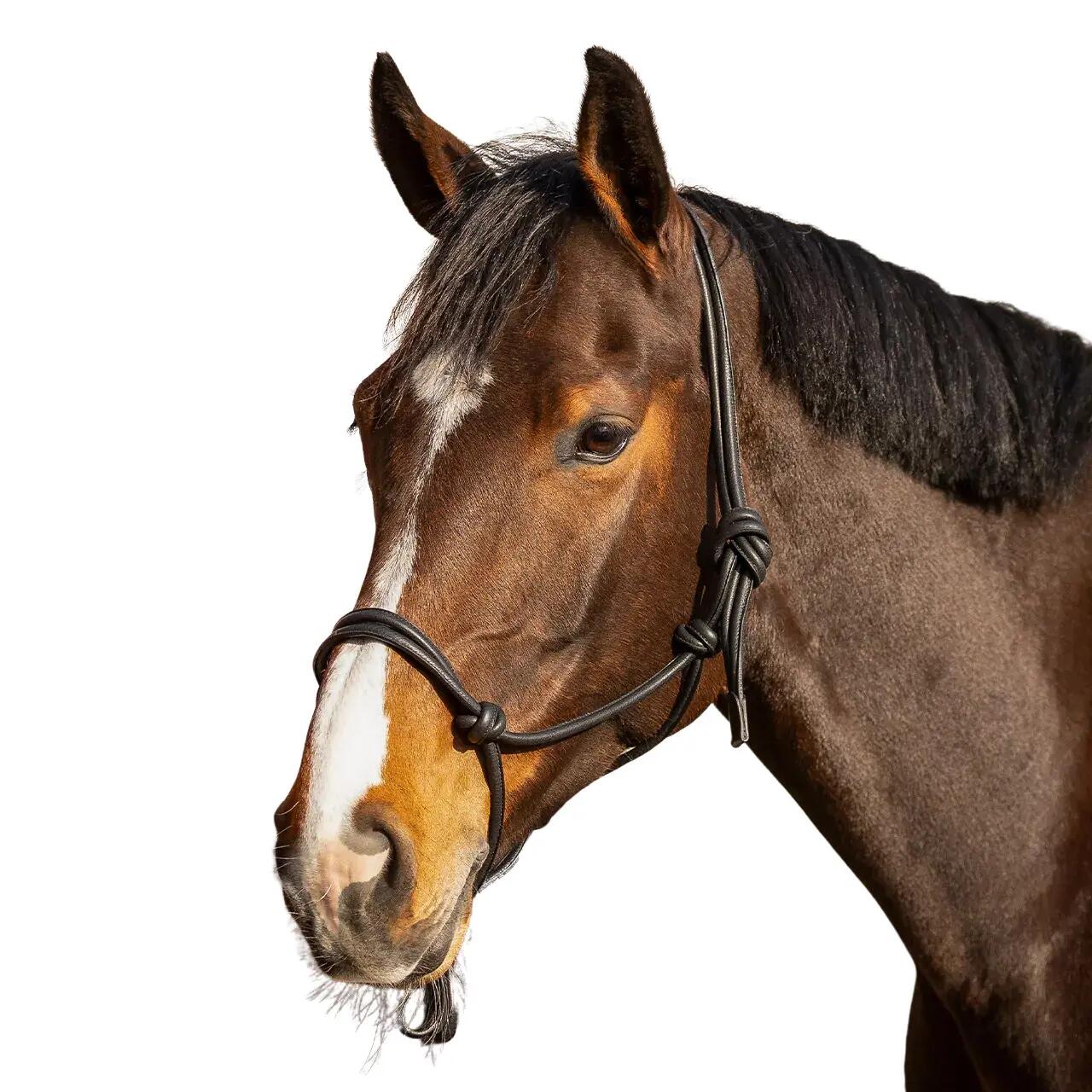 Licol pour cheval corde au cou QHP Liberta 3/5
