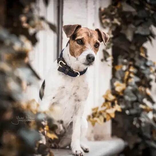 Collier pour chien en Nylon tressé - Kentucky 3/4