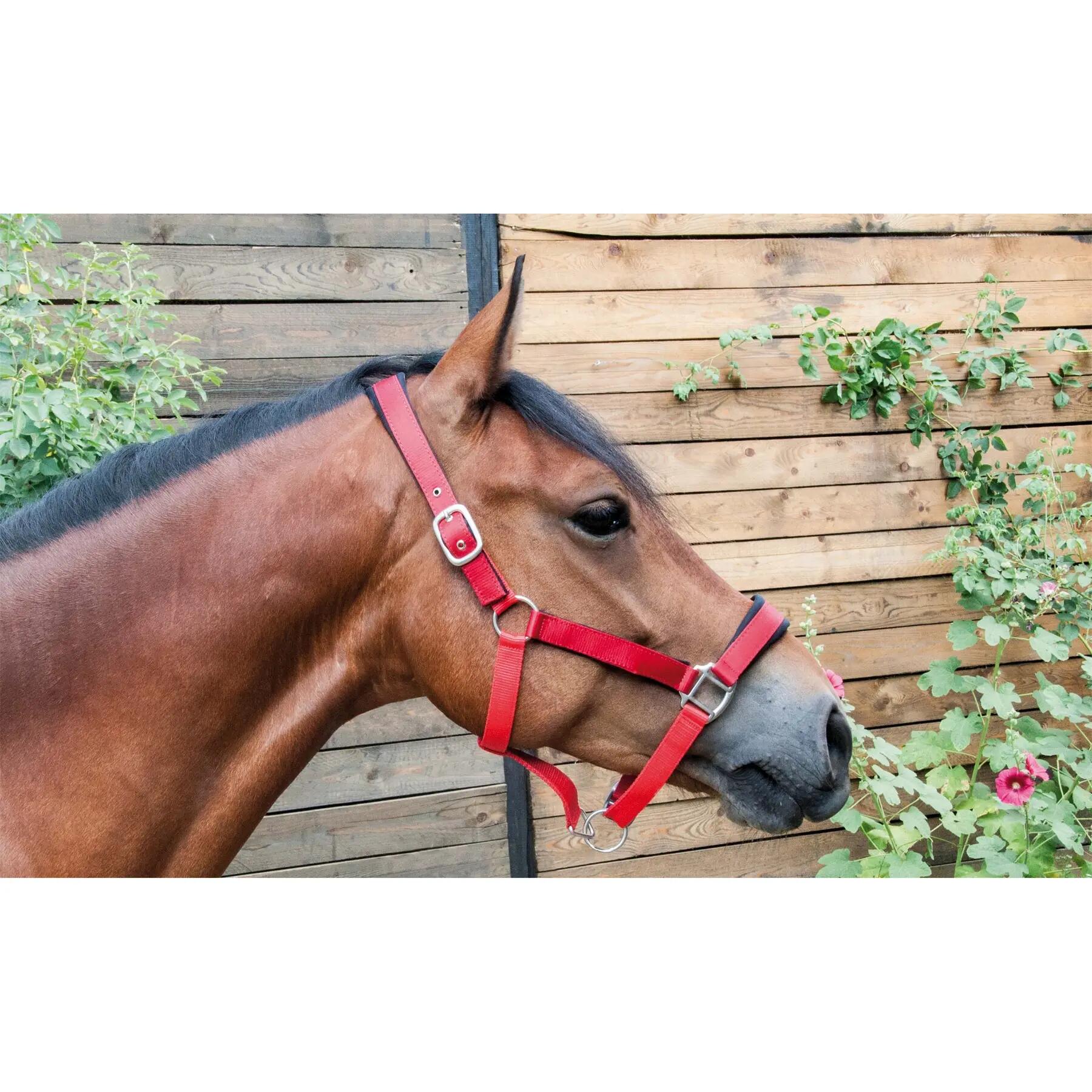 Satijn gevoerd paardenhalster met rond leidtouw T de T 2/2