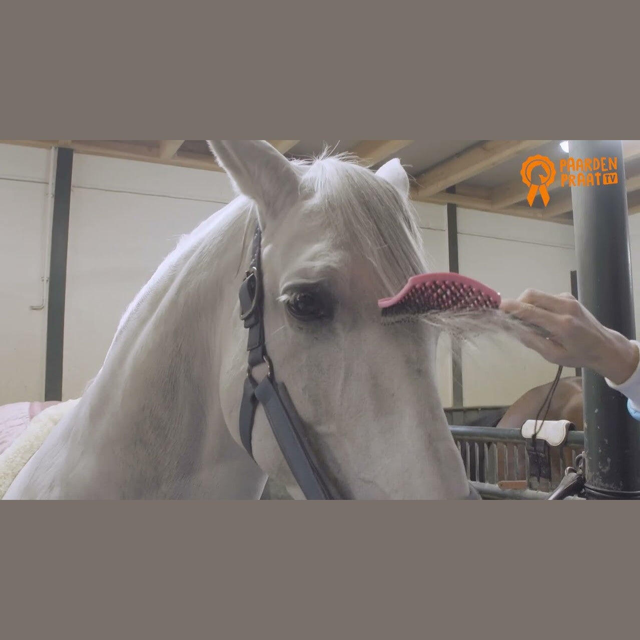 Paardenpraat Horse Supreme Borstel Roze 2/3