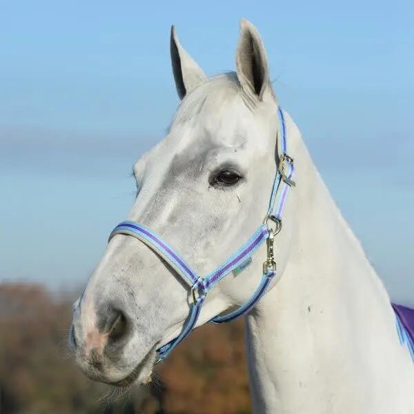 BUCAS picture