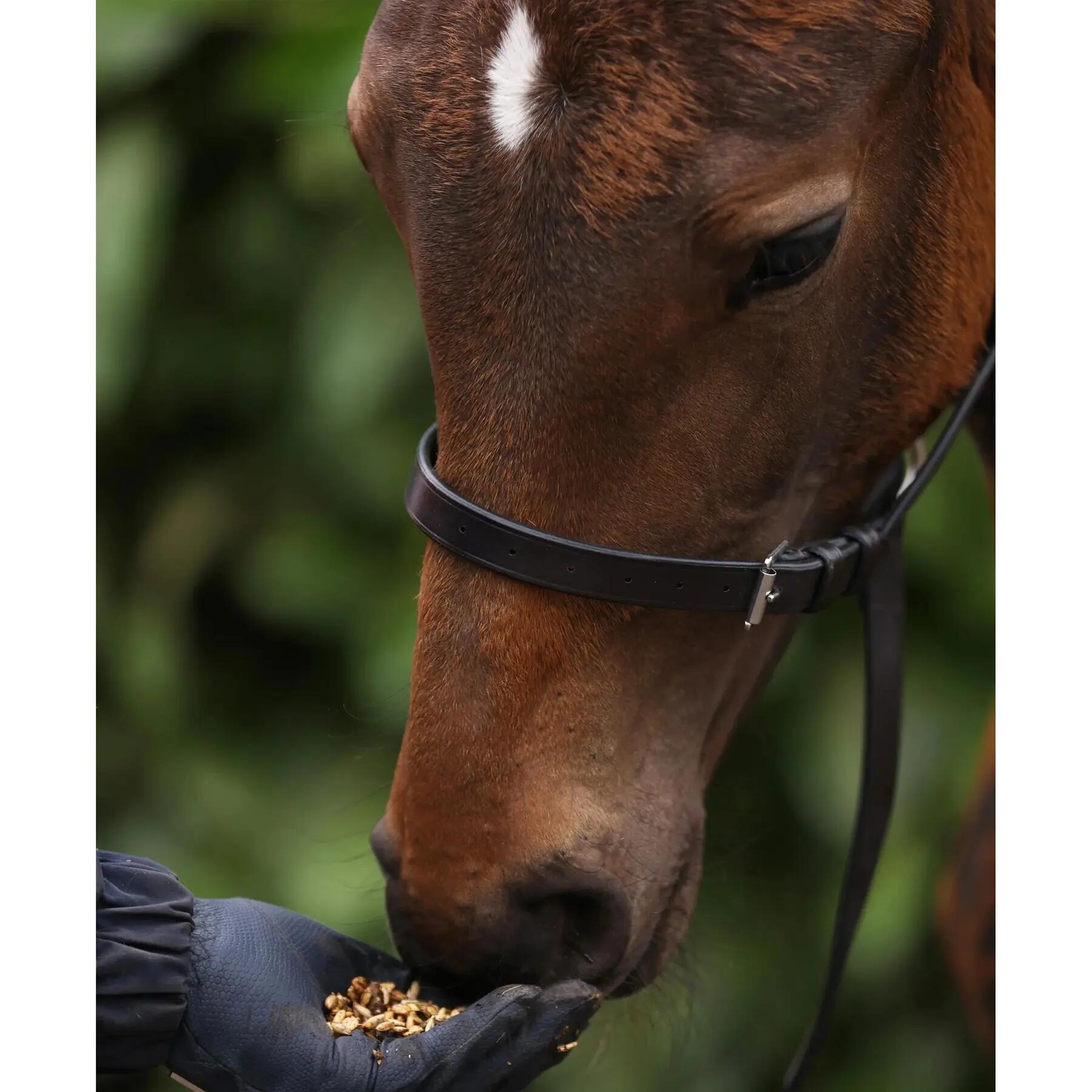 Fohlenhalfter 3/4 Premier Equine 7/7
