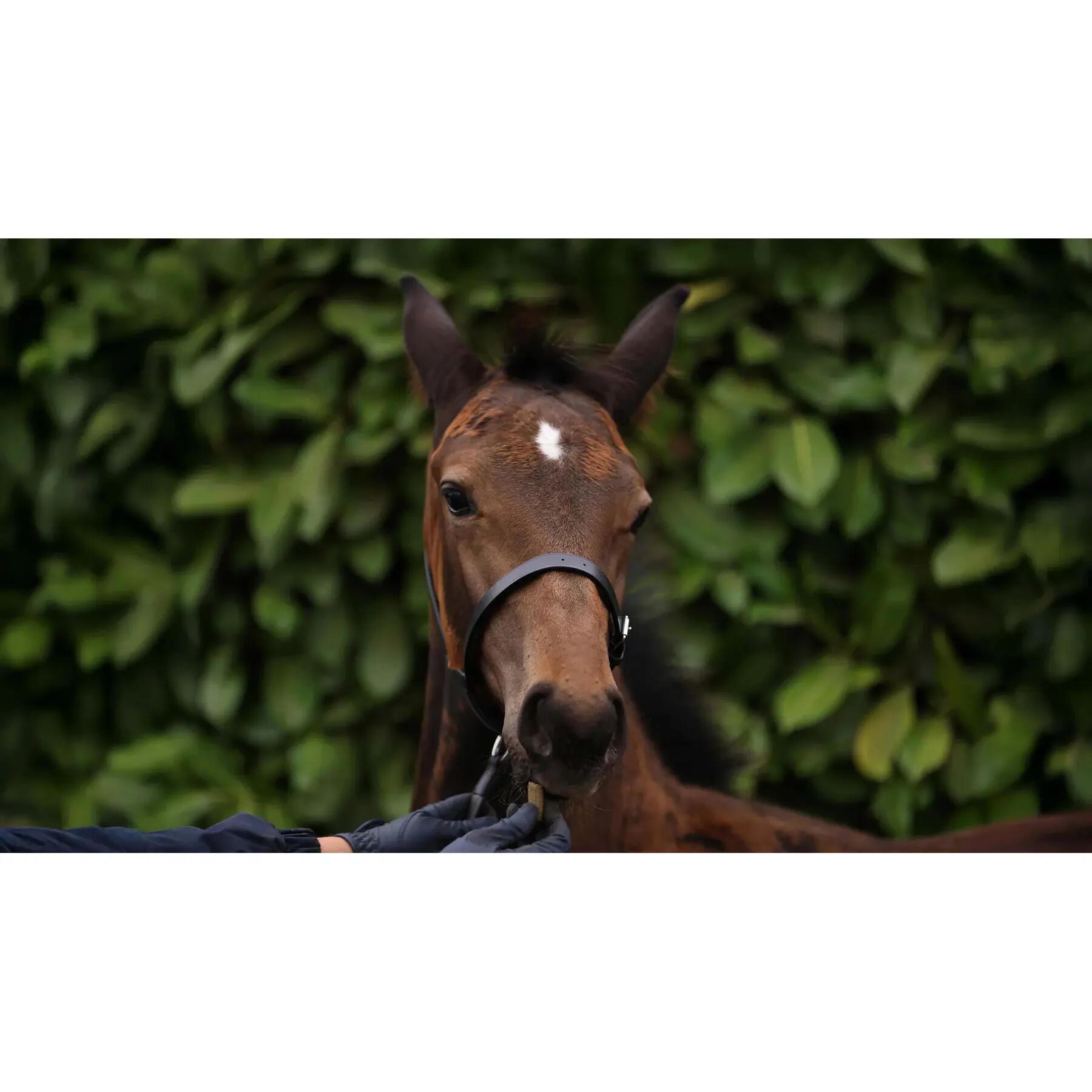 Fohlenhalfter 3/4 Premier Equine 6/7