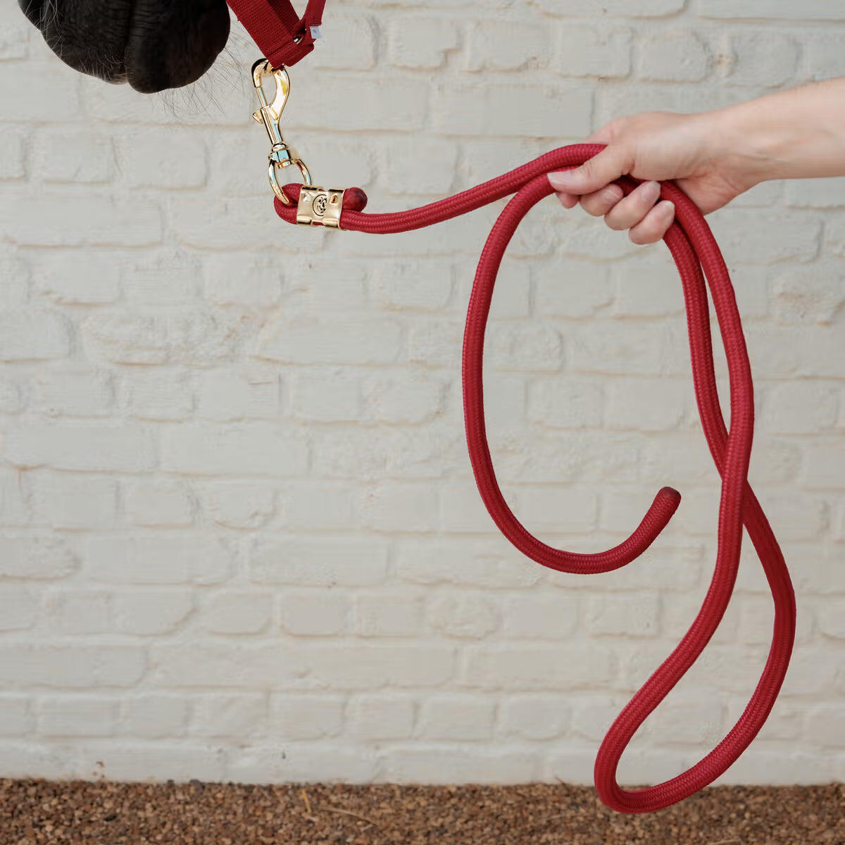Longe Basic Rouge - Kentucky 2/4