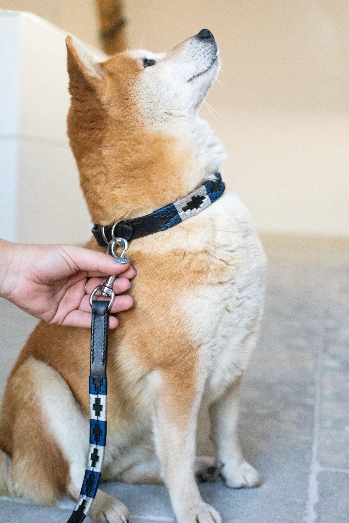 Correa para perros HFI Polo 2/3