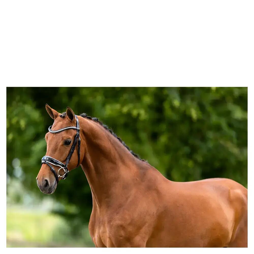 Cabezadas combinadas inglesas BR Equitation Ipswich 3/5